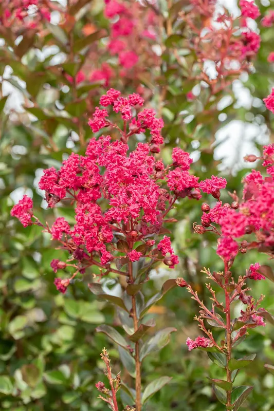 Lagerstroemia ind. 'Pink Velours' HALFST.  C15 - afbeelding 2