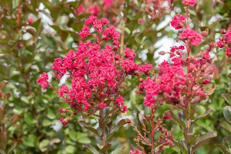Lagerstroemia ind. 'Pink Velours' HALFST.  C15 - afbeelding 3