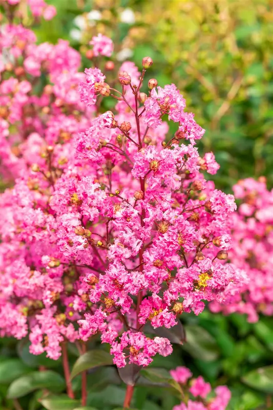 Lagerstroemia ind. 'Rhapsody In Pink' 125-150   C25 - afbeelding 2
