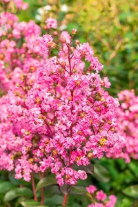 Lagerstroemia ind. 'Rhapsody In Pink' 125-150   C25 - afbeelding 2