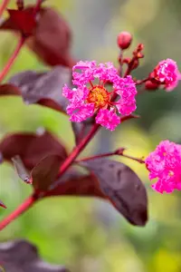 Lagerstroemia ind. 'Rhapsody In Pink' 125-150   C25 - afbeelding 5
