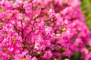 Lagerstroemia ind. 'Rhapsody In Pink' 125-150   C25