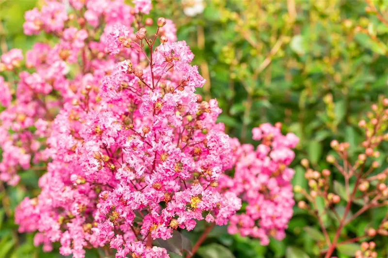 Lagerstroemia ind. 'Rhapsody In Pink' 125-150   C25 - afbeelding 3