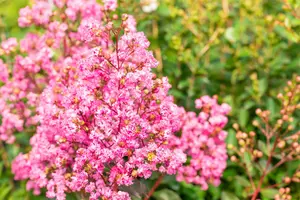 Lagerstroemia ind. 'Rhapsody In Pink' 125-150   C25 - afbeelding 3