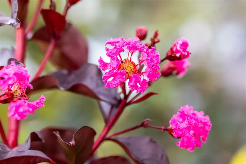 Lagerstroemia ind. 'Rhapsody In Pink' 125-150   C25 - afbeelding 4
