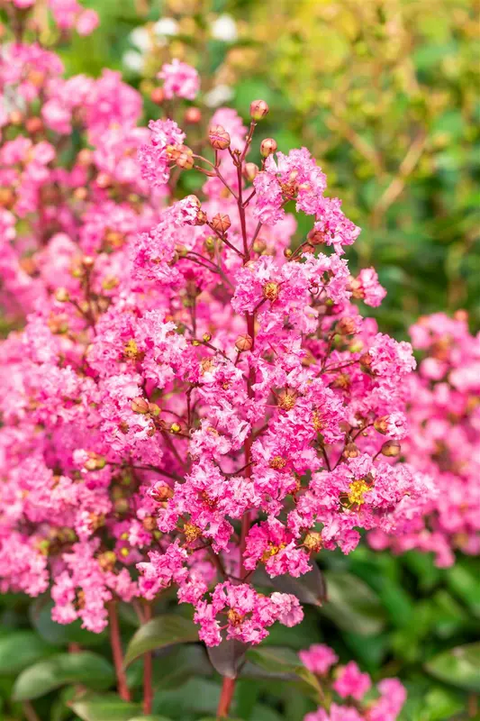 Rhapsody in Pink - afbeelding 3