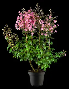 Rhapsody in Pink - afbeelding 5