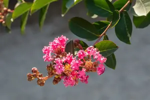 Rhapsody in Pink - afbeelding 5
