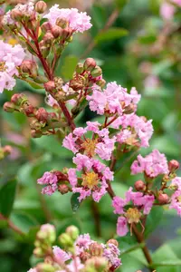 Lagerstroemia ind. 'Sarah's Favorite' 175-200   C70 MRST - afbeelding 3