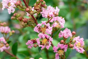 Lagerstroemia ind. 'Sarah's Favorite' 175-200   C70 MRST - afbeelding 2