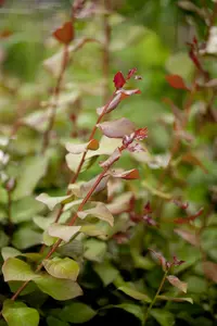 Lagerstroemia ind. 'Tonto' 125-150   C25