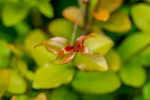 Lagerstroemia ind. 'Tonto' 125-150   C25 - afbeelding 4