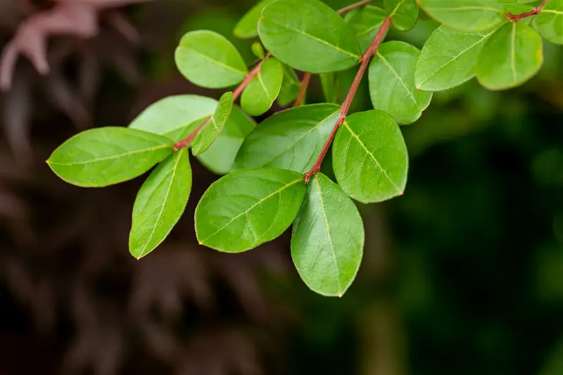 Lagerstroemia indica 125-150 C25 - afbeelding 2