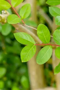 lagerstroemia indica 14/16 C70 - afbeelding 3