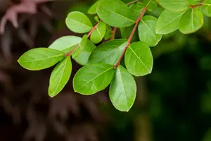 lagerstroemia indica 14/16 C70 - afbeelding 2