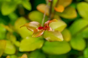 lagerstroemia indica 14/16 C70 - afbeelding 4