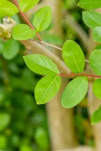 Lagerstroemia indica 175-200   C50 - afbeelding 3