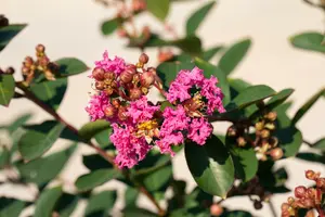 Lagerstroemia indica roze-rose 300-350 C500 MRST