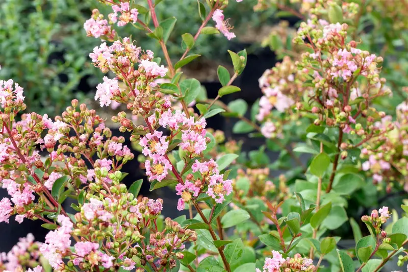 Lagerstroemia indica wit-blanc 14/16 HO C - afbeelding 1