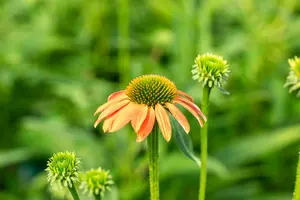 echinacea purp. 'lakota orange' P9 - afbeelding 3