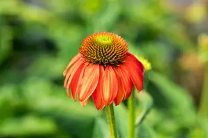 echinacea purp. 'lakota red' P9 - afbeelding 2