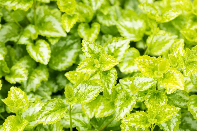 Lamiastrum gal. 'Florentinum' ( 'variegatum') P9 - afbeelding 2