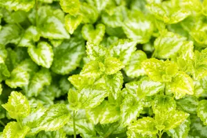 Lamiastrum gal. 'Florentinum' ( 'variegatum') P9 - afbeelding 2