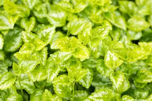 Lamiastrum gal. 'Florentinum' ( 'variegatum') P9 - afbeelding 3