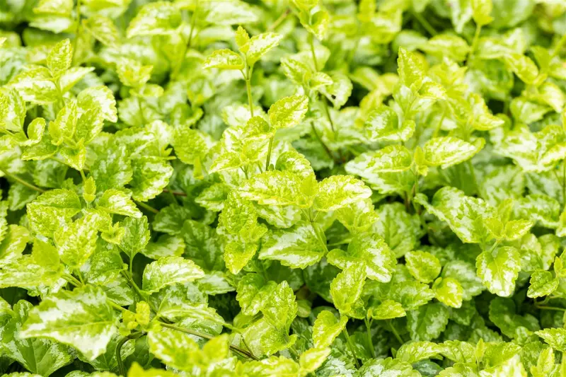 Lamiastrum gal. 'Florentinum' ( 'variegatum') P9 - afbeelding 4