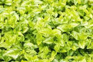 Lamiastrum gal. 'Florentinum' ( 'variegatum') P9 - afbeelding 4