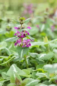 Lamium mac. 'Chequers' P9 - afbeelding 1