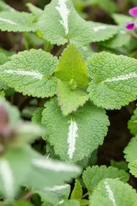 Lamium mac. 'Chequers' P9 - afbeelding 2