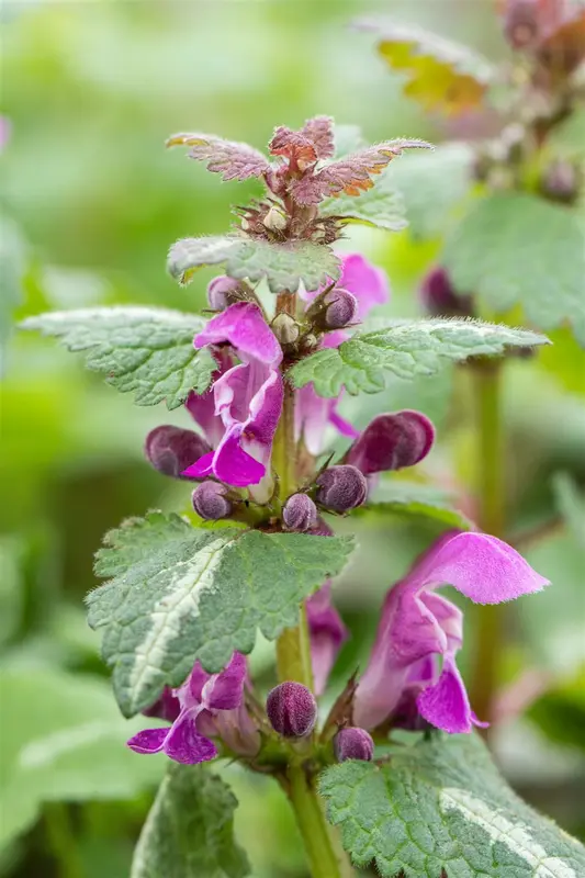 Lamium mac. 'Chequers' P9 - afbeelding 3
