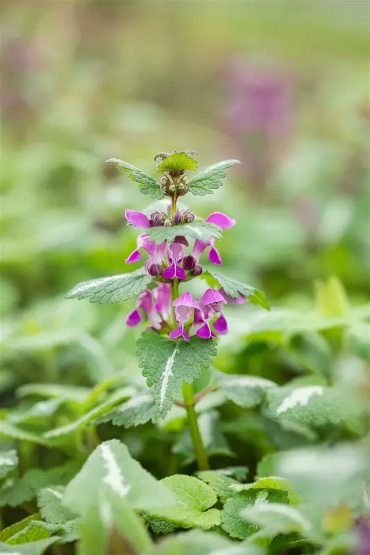 Lamium mac. 'Chequers' P9 - afbeelding 5