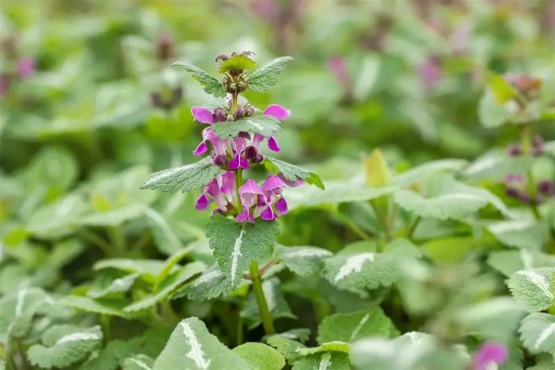 Lamium mac. 'Chequers' P9 - afbeelding 4