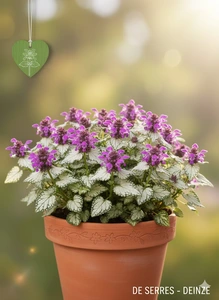 Lamium maculatum 'Purple Dragon' P9