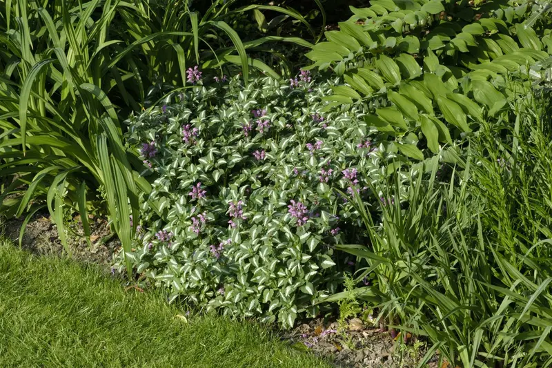 Lamium mac. 'Roseum' (carneum') C2 - afbeelding 1