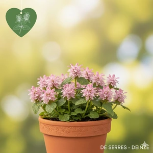 Lamium maculatum 'Shell Pink' P9