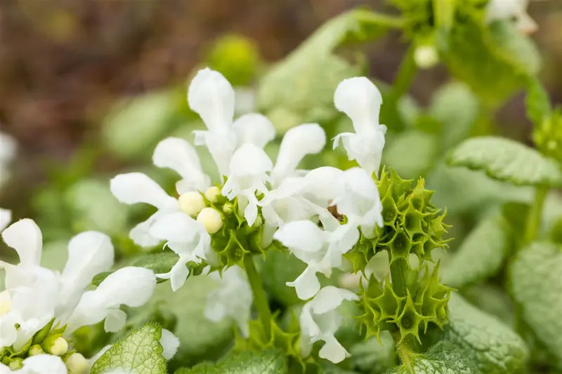 Lamium mac. 'White Nancy' P9 - afbeelding 2