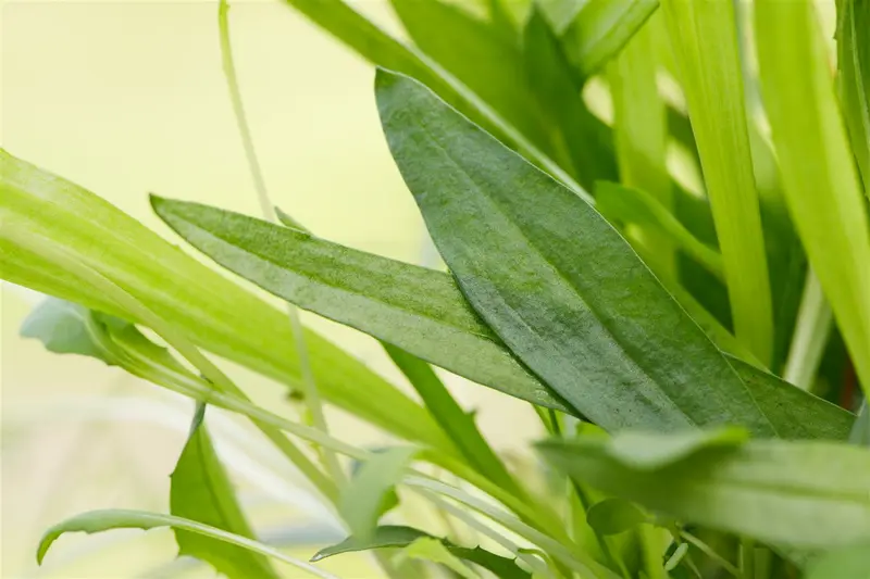 plantago lanceolata P9