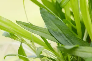 plantago lanceolata P9