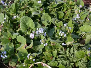 brunnera macr. 'langtrees' ('aluminium spot') P9 - afbeelding 5