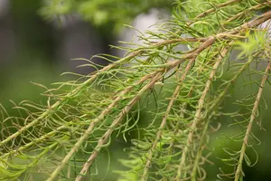 Larix dec. 'Puli' STAM/150 C35