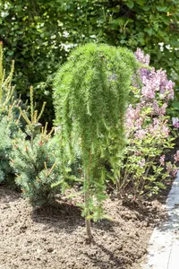 larix kaempf. 'stiff weeper' C15 - afbeelding 5