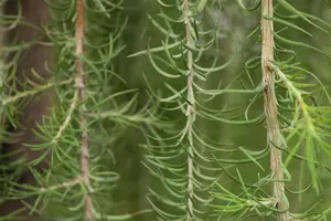 Larix kaempf. 'Stiff Weeper' STAM/120 C18 - afbeelding 2