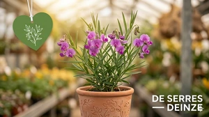 Lathyrus linifolius P9