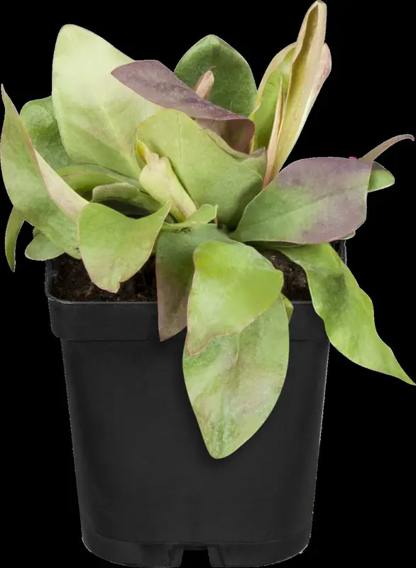 limonium latifolium P9 - afbeelding 1