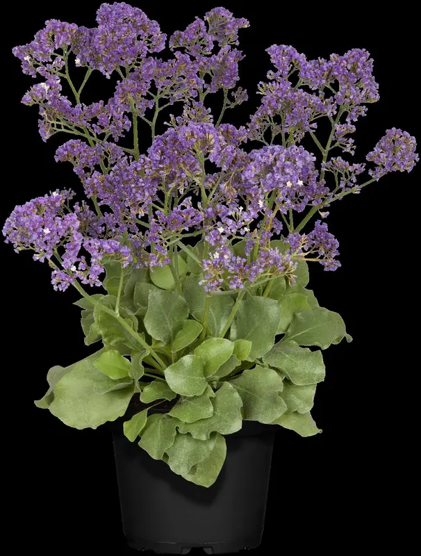 limonium latifolium P9 - afbeelding 2