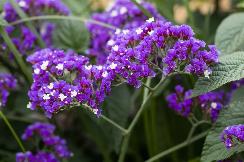 limonium latifolium P9 - afbeelding 3