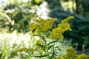 solidago 'laurin' P9